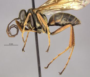 Media type: image;   Entomology 26648 Aspect: habitus lateral view
